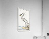 Spoonbill in vintage style Acrylic Print