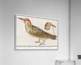 European green woodpecker in vintage style Acrylic Print