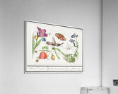 Nature ensemble in vintage style Acrylic Print