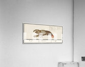 Lobster in vintage style Acrylic Print