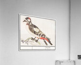Great spotted woodpecker in vintage style Acrylic Print
