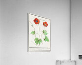 Indian runner duck in vintage style Acrylic Print