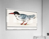 Tern in vintage style Acrylic Print