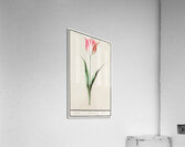 Tulip in vintage style Acrylic Print