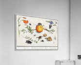 Nature ensemble in vintage style Acrylic Print