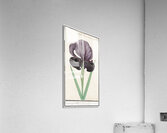 Mourning iris in vintage style Acrylic Print