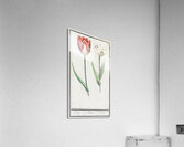Tulip in vintage style Acrylic Print