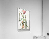 Tulip in vintage style Acrylic Print