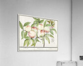 Tulip in vintage style Acrylic Print