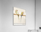 Parakeets in vintage style Acrylic Print