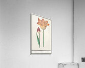 Tulip in vintage style Acrylic Print