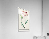 Tulip in vintage style Acrylic Print