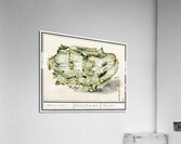 Cauliflower in vintage style Acrylic Print