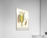 Corn in vintage style Acrylic Print