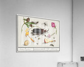 Nature ensemble in vintage style Acrylic Print
