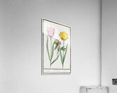 Tulip in vintage style Acrylic Print