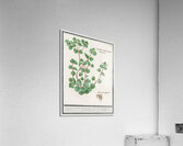 Cymbalaria in vintage style Acrylic Print