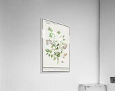 Bitter nightshade in vintage style Acrylic Print