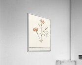 Carnation in vintage style Acrylic Print