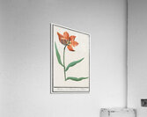 Tulip in vintage style Acrylic Print