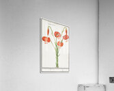 Red lily in vintage style Acrylic Print