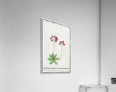 Primrose in vintage style Impression acrylique