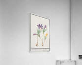 Saffron flower and yellow crocus Acrylic Print