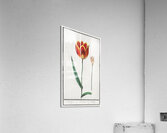 Tulip in vintage style Acrylic Print