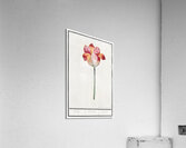 Tulip in vintage style Acrylic Print