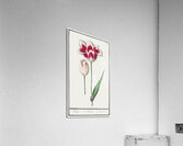 Tulip in vintage style Acrylic Print