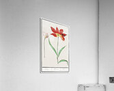 Tulip in vintage style Acrylic Print