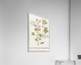 Tulip in vintage style Acrylic Print