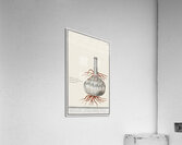 Globe of red lily in vintage style Acrylic Print