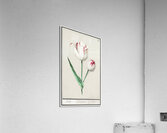Tulip in vintage style Acrylic Print