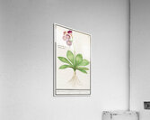 Primrose in vintage style Acrylic Print