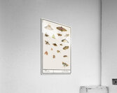 Butterflies and moths set Acrylic Print