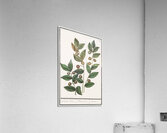 Olive in vintage style Acrylic Print