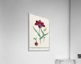 Tulip in vintage style Acrylic Print