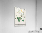 Tulip in vintage style Acrylic Print