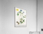Windflower in vintage style Acrylic Print