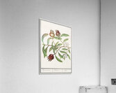 Medlar in vintage style Acrylic Print