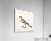 Brambling in vintage style Acrylic Print