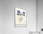 Purple iris in vintage style Acrylic Print