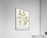 Thistle and artichoke Acrylic Print