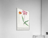 Tulip in vintage style Acrylic Print