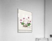 Cyclamen in vintage style Acrylic Print