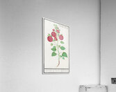 Cyclamen in vintage style Acrylic Print
