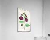 Alcea in vintage style Acrylic Print