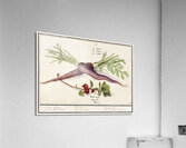 Carrot and red currant in vintage style Acrylic Print