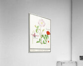 Dogstand flower wild rose and papaver Acrylic Print